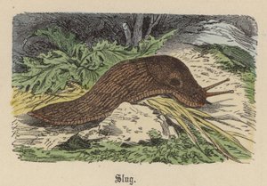 Schnecke von Friedrich Specht