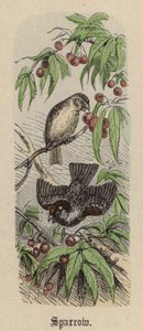 Spatz von Friedrich Specht