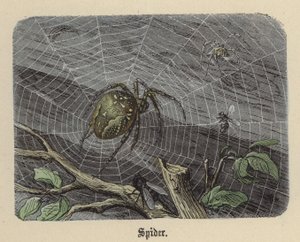 Spinne von Friedrich Specht