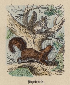 Eichhörnchen von Friedrich Specht