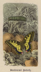 Schwalbenschwanz von Friedrich Specht