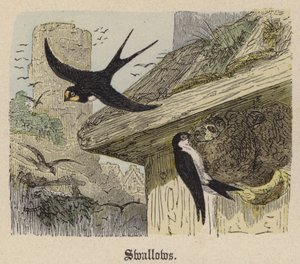 Schwalben von Friedrich Specht