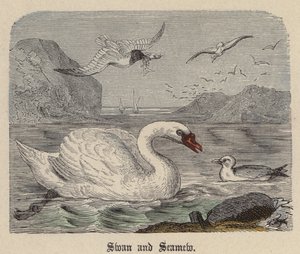 Schwan und Möwe (kolorierte Gravur) von Friedrich Specht