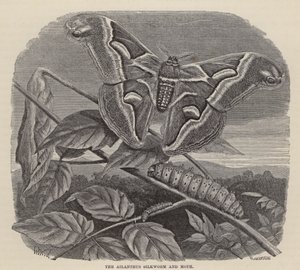 Der Ailanthus-Seidenwurm und die Motte (Stich) von Friedrich Specht