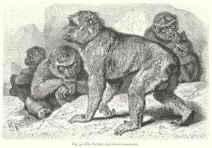 Der Berberaffe (Inuus Ecaudatus)