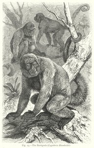 Der Barrigudo (Lagothrix Humboldti) (Gravur) von Friedrich Specht