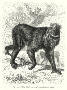 Der Schwarze Affe (Cynocephalus Niger)