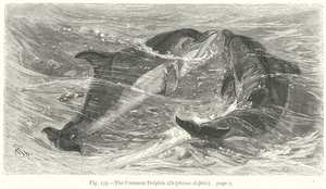 Der Gemeine Delfin (Delphinus Delphis) (Gravur) von Friedrich Specht