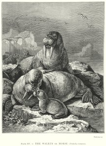 Das Walross oder Morse (Trichechus Rosmarus) von Friedrich Specht