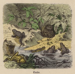 Kröten von Friedrich Specht