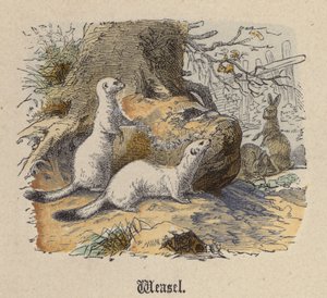 Wiesel von Friedrich Specht