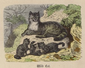 Wildkatze von Friedrich Specht