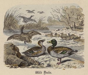 Wildenten