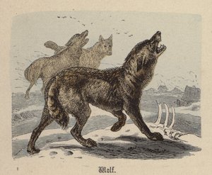 Wolf von Friedrich Specht