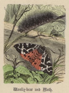 Bärenspinner und Motte (kolorierte Gravur) von Friedrich Specht