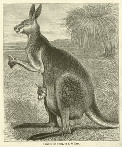 Känguru und Junges (Gravur)