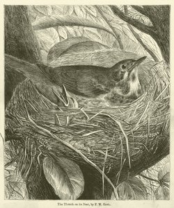 Die Drossel auf ihrem Nest (Gravur) von Friedrich Wilhelm Keyl