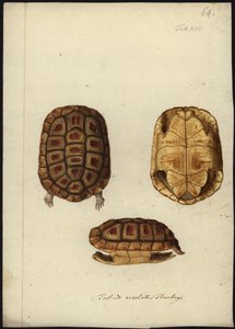 Homopus areolatus, vor 1792