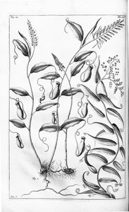 Cantharifera und Flagellaria indica aus Herbarium amboinense