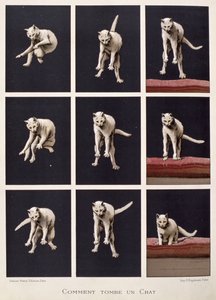 Wie eine Katze fällt, aus Les Dernieres Merveilles de la Science von Daniel Bellet von G. Lasellaz
