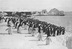 Pinguinparade, ca. 1911, 1913 von G. Murray Levick