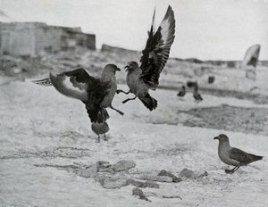 Skua-Möwen kämpfen um etwas Blubber, 1911, 1913