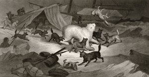 Bärenjagd, graviert von J.C. McRea, aus 