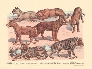 Seite 13: Pumas oder Silberlöwen oder Amerikanische Löwen, Wolf, Schakal, Afrikanische Streifenhyäne, Asiatische Mähnenhyäne