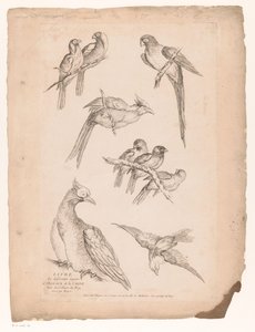 Neun chinesische Vögel von Gabriel Huquier (attributed to)