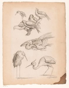 Neun chinesische Vögel, darunter Reiher und ein Eisvogel