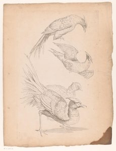 Vier chinesische Vögel, möglicherweise Paradiesvögel