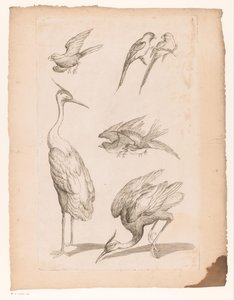 Sieben chinesische Vögel, darunter Reiher und Papageien
