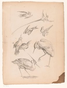 Neun chinesische Vögel, darunter ein Reiher und möglicherweise Paradiesvögel