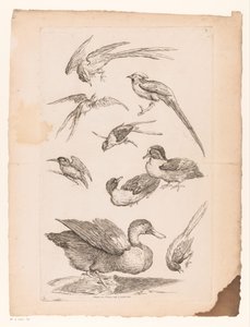 Neun chinesische Vögel, darunter Enten, ein Eisvogel und möglicherweise Paradiesvögel von Gabriel Huquier