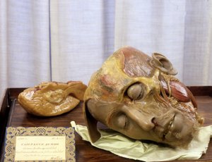 Unbekanntes Bild von Gaetano Giulio Zumbo