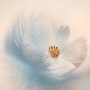 Träumige Blumenfeder von Gaille Gray