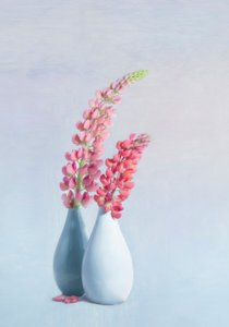 Weiche rosa Lupinenvasen von Gaille Gray