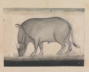 Wasserbüffel beim Grasen von Gangaram Chintaman Tambat