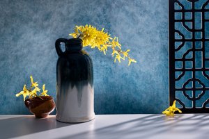 Elegante Forsythien Stillleben