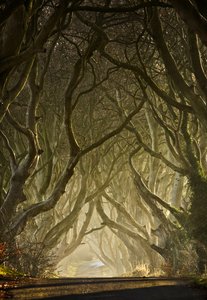 Verzauberter Baumtunnel von Gary McParland