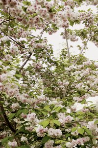 Kirschblüten Frühling von Gemma Bardot