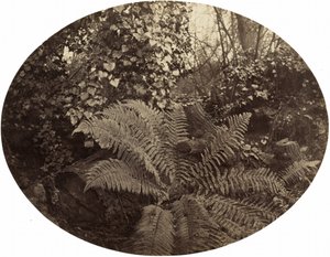 Winterwedel des Stacheligen Farns, ca. 1862 von Geoffrey Bevington