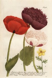 Schlafmohn-Arten, Papaver somniferum, und Anemone mexicana von Georg Dionysius (after) Ehret