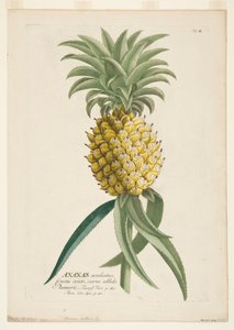 Ananas sativus, Ananas, ca. 1740-1770 von Georg Dionysius Ehret
