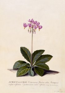 Aricula ursi, Shooting Star, ca. 1744 von Georg Dionysius Ehret