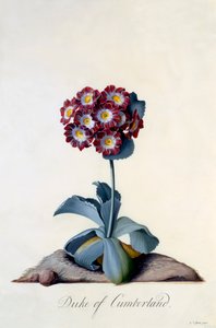 Aurikel Herzog von Cumberland, ca. 1743 handkolorierte Gravur