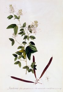 Bauhinia, ca. 1745 handkolorierte Gravur