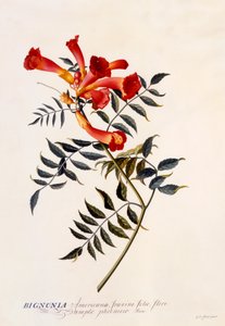 Bignonia Americana, ca. 1743 handkolorierter Stich von "Georg Dionysius Ehret
