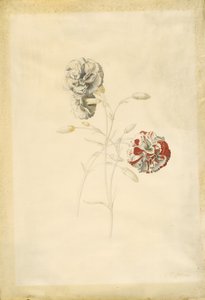 Nelken von Georg Dionysius Ehret