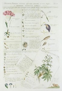 Charaktere von Blumen, aus 